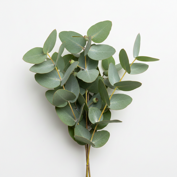 Eucalyptus